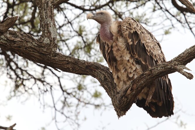 2 Days Tarangire and Ngorongoro Group Camping Safari - Why Tarangire Is the Right First Park