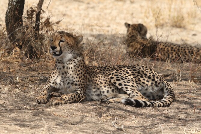 2 Days Tarangire and Ngorongoro Group Camping Safari - How Much Wildlife Can You Really See?