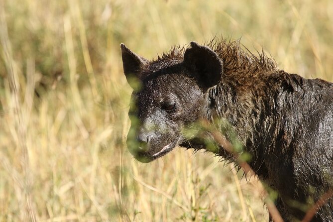 2 Days Tarangire and Ngorongoro Group Camping Safari - Is $550 a Fair Price?