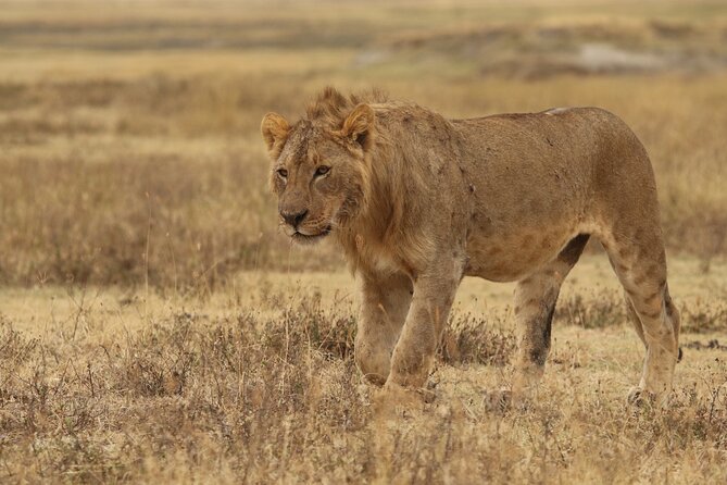 2 Days Tarangire and Ngorongoro Group Camping Safari - Should You Book This Two-Day Safari?
