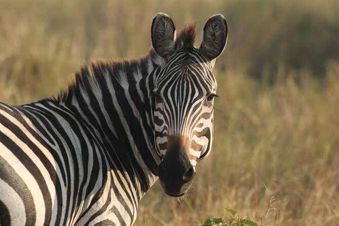 2 Days Tarangire and Ngorongoro Mid-Range Group Safari - Why this two-day route works