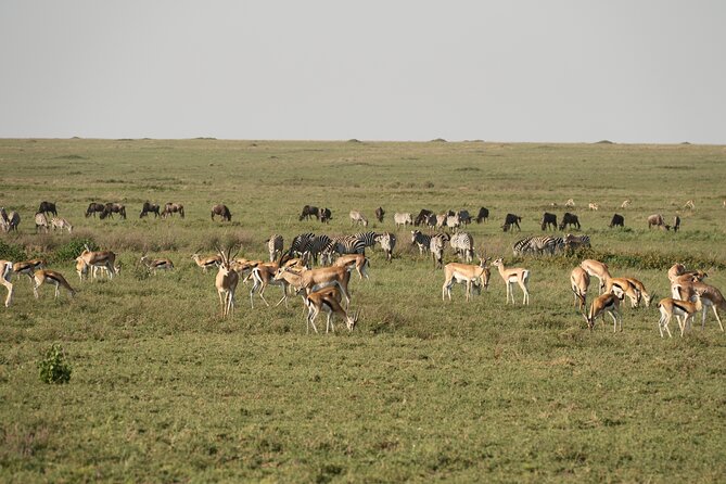 2 Days Tarangire and Ngorongoro Mid-Range Group Safari - Tarangire’s baobabs and elephant herds