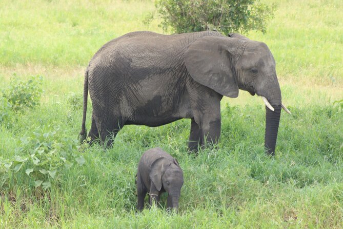 2 Days Tarangire and Ngorongoro Mid-Range Group Safari - Entering Ngorongoro Crater after an early breakfast