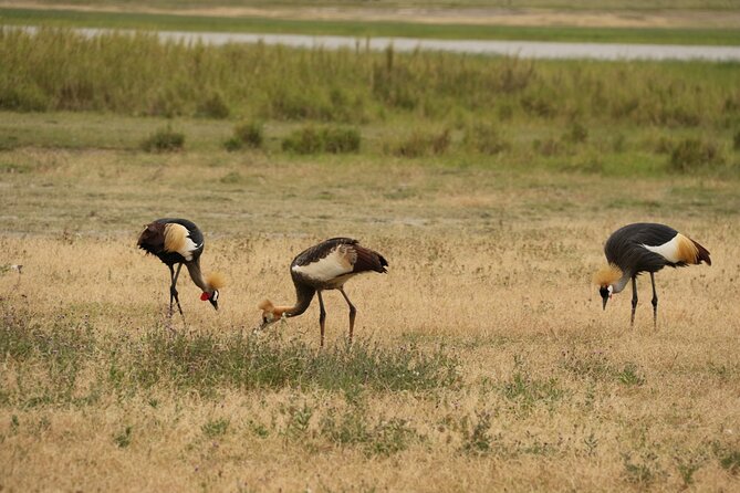 2 Days Tarangire and Ngorongoro Mid-Range Group Safari - Is $550 good value?
