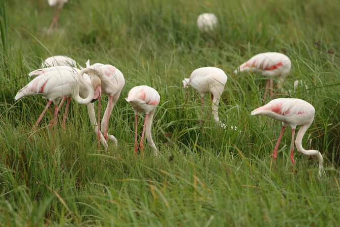 2 Days Tarangire and Ngorongoro Mid-Range Group Safari - What the Tarangire day feels like