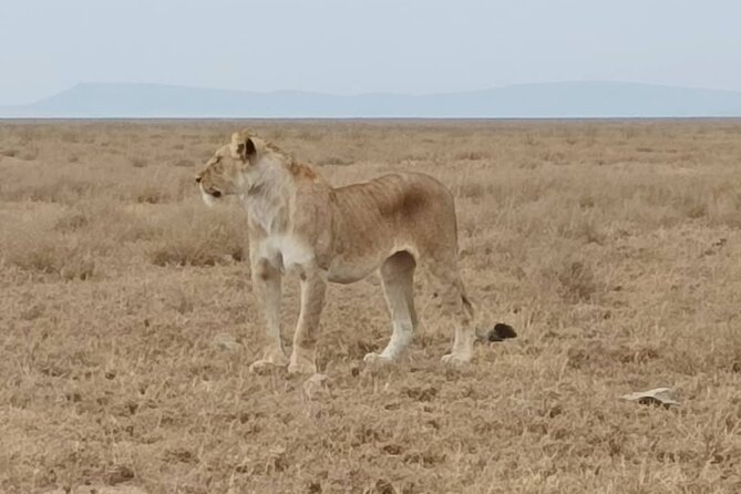 2 Days Tarangire and Ngorongoro Safari from Zanzibar - Why this short safari can work from Zanzibar