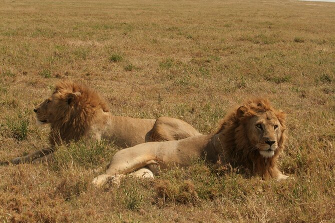 2 Days Tarangire and Ngorongoro Safari from Zanzibar - What about Lake Manyara?