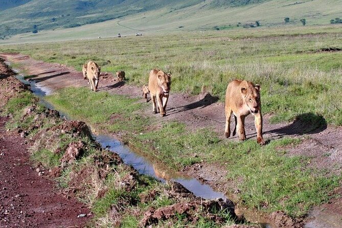 2 Days Tarangire and Ngorongoro Safari from Zanzibar - Practical details that affect your decision