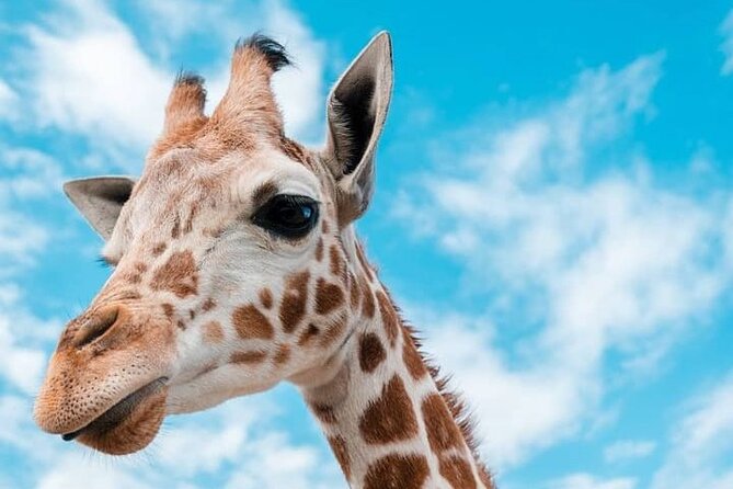 2 days Tarangire and Ngorongoro short safari - What private transport changes