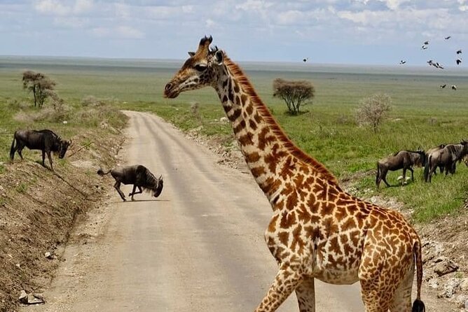 2 days Tarangire and Ngorongoro short safari - Who will enjoy this safari most