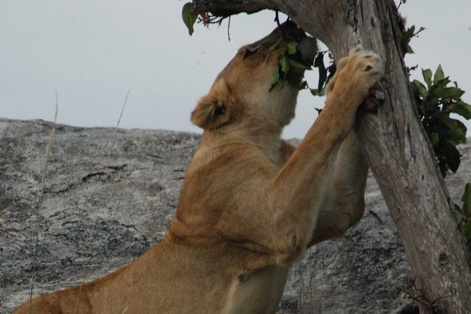 2 Days Tarangire & Ngorongoro Budget Safari Tour Tanzania - Guides, drivers, and the human side of the trip