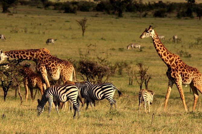2 Days Tarangire & Ngorongoro Budget Safari Tour Tanzania - What $520 includes, and what it does not