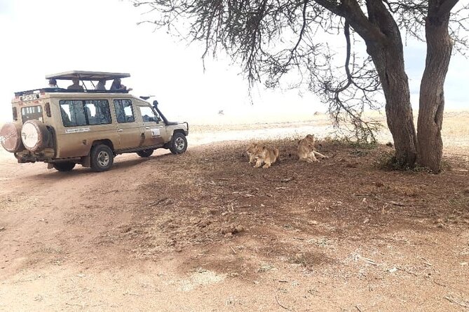 2 Days Tarangire & Ngorongoro Budget Safari Tour Tanzania - The main compromises to understand