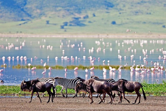 2 Days Tarangire & Ngorongoro Budget Safari Tour Tanzania - Day one: Tarangire’s elephants and baobab trees