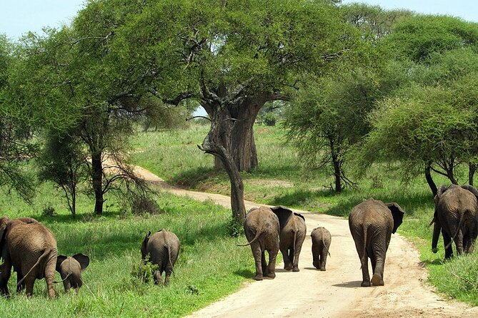 2 days Tour Tarangire & Ngorongoro - Inside the crater: six hours of focused wildlife watching