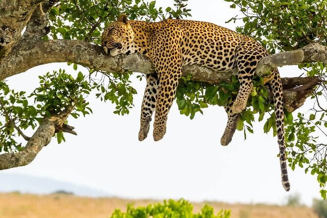2 days Tour Tarangire & Ngorongoro - Day one: a full game drive in Tarangire