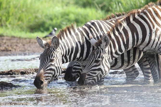 2 Days Wildlife game drives Through Tarangire and Ngorongoro Crater - Why this short Tanzania safari works