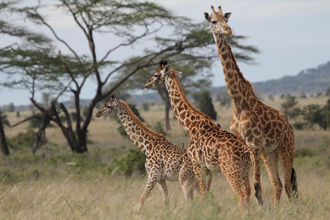 2 Days Wildlife game drives Through Tarangire and Ngorongoro Crater - Tarangire National Park: elephants beneath giant baobabs