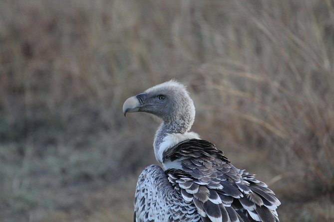 2 Days Wildlife game drives Through Tarangire and Ngorongoro Crater - Fanaka Campsite and the first night