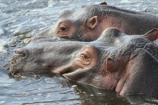 2 Days Wildlife game drives Through Tarangire and Ngorongoro Crater - Ngorongoro Crater: a concentrated second day