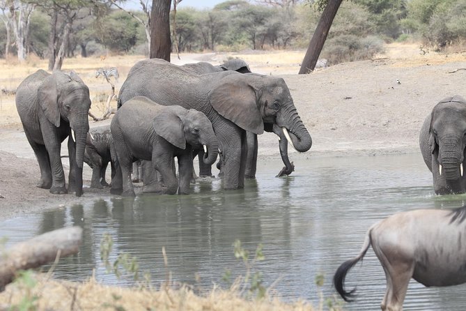 2 Days Wildlife game drives Through Tarangire and Ngorongoro Crater - Guides, food, and service