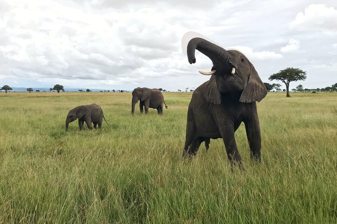 2 nights 3 days safari to mikumi national park - Five things to know before you go