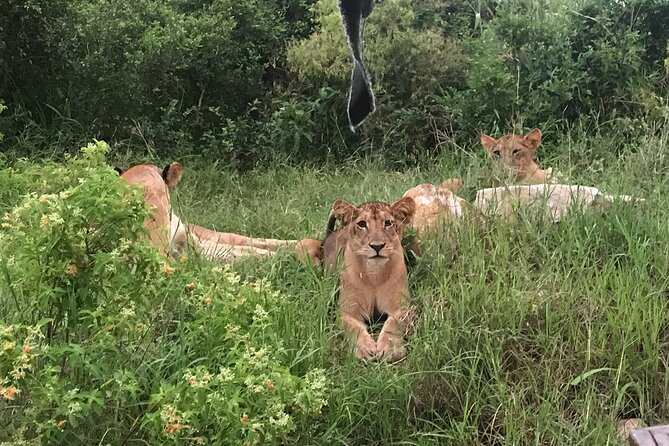 2 nights 3 days safari to mikumi national park - Day three: the return to Dar es Salaam