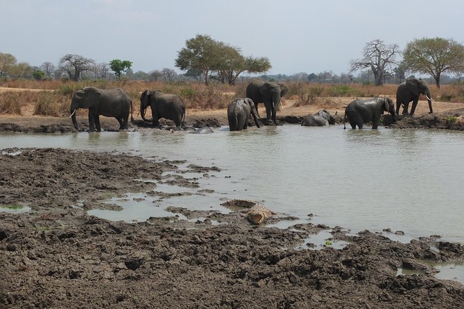 2 nights 3 days safari to mikumi national park - Food, accommodation, and daily comfort