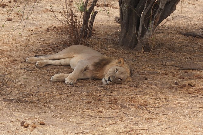 2 nights 3 days safari to mikumi national park - Day one: the seven-hour road to the first game drive