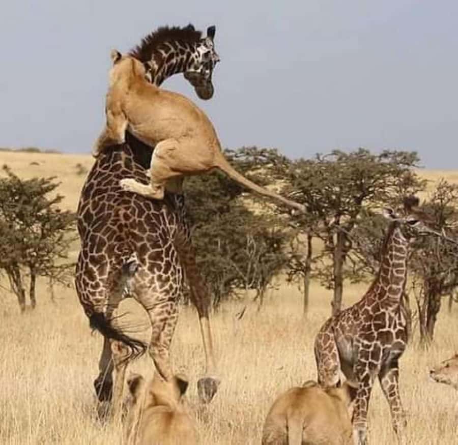 2Day Safari Tarangire and Ngorongoro Crater Join Group - Overnight at Mto wa Mbu Public Campsite