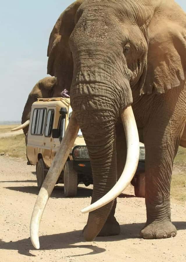2Day Safari Tarangire and Ngorongoro Crater Join Group - What the $99 price really means
