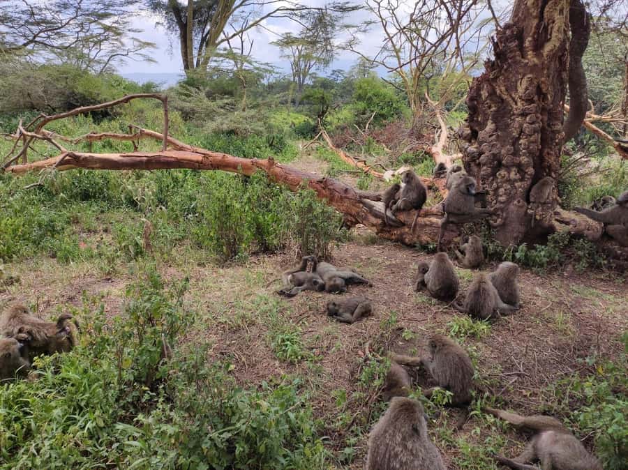 2Day Safari Tarangire and Ngorongoro Crater Join Group - Who will enjoy this two-day route