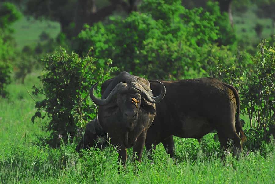 3-day 2-night safari from Dar-es-Salaam to Mikumi with lunch - Key points to know before booking