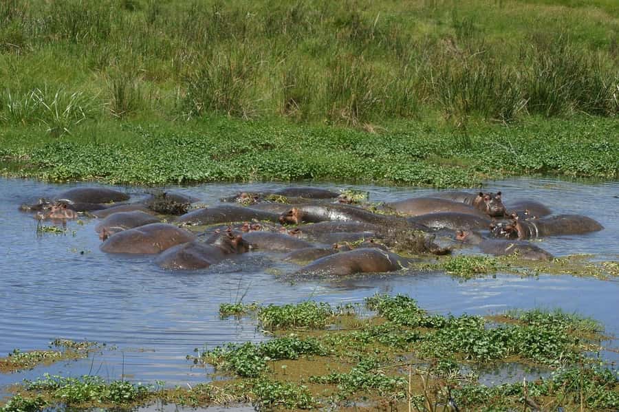 3-day 2-night safari from Dar-es-Salaam to Mikumi with lunch - What the $450 price includes