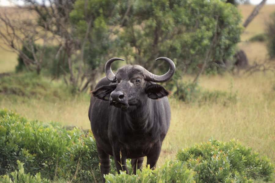 3-day 2-night safari from Dar-es-Salaam to Mikumi with lunch - The main drawbacks to consider