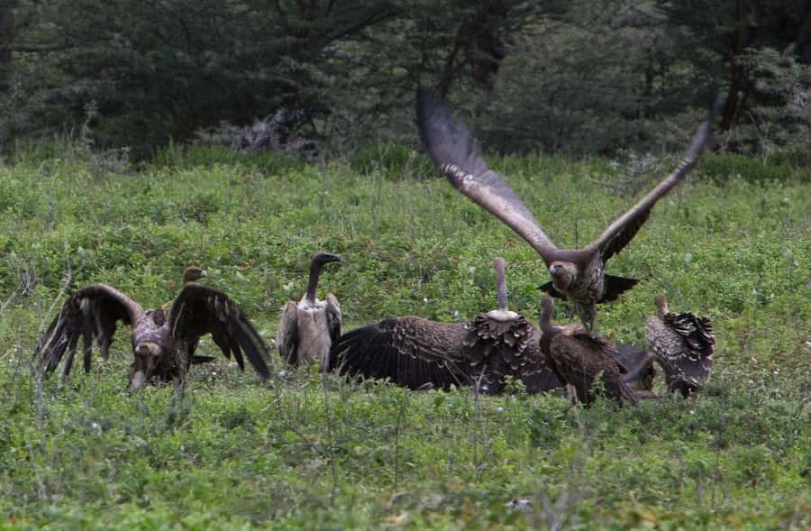 3-day 2-night safari from Dar-es-Salaam to Mikumi with lunch - Who should book this Mikumi trip?