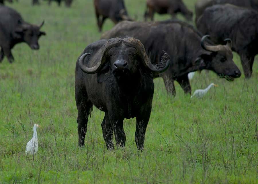 3-day 2-night safari from Dar-es-Salaam to Mikumi with lunch - Should you book it?