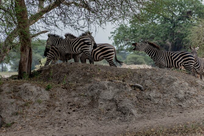 3-Day / 2 Nights Group Safari Serengeti & Ngorongoro Crater - What This Safari Really Packs Into Three Days
