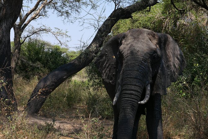 3-Day / 2 Nights Group Safari Serengeti & Ngorongoro Crater - Day Two: Serengeti Sunrise and the Long Return