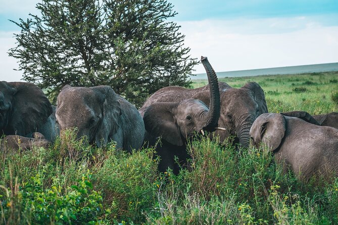 3-Day / 2 Nights Group Safari Serengeti & Ngorongoro Crater - Day Three: Inside the Ngorongoro Crater