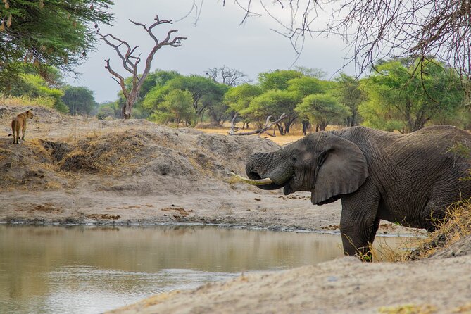 3-Day / 2 Nights Group Safari Serengeti & Ngorongoro Crater - Wildlife Viewing: What You Might See