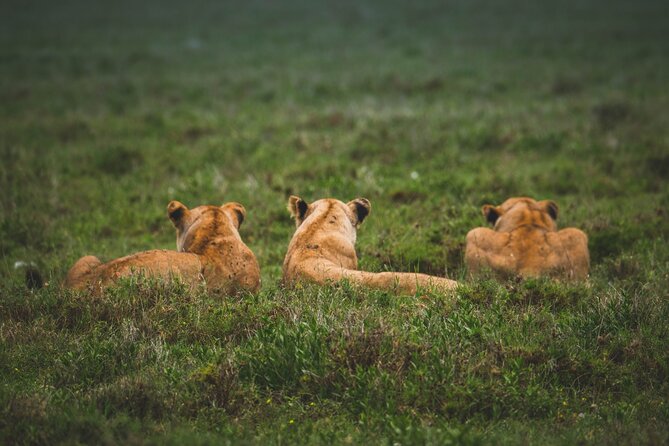 3-Day / 2 Nights Group Safari Serengeti & Ngorongoro Crater - Camping Equipment and Daily Comfort