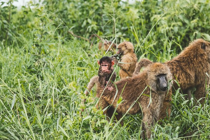 3-Day / 2 Nights Group Safari Serengeti & Ngorongoro Crater - The Guide Can Make or Break the Experience