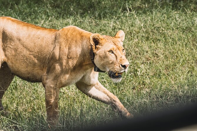 3-Day / 2 Nights Group Safari Serengeti & Ngorongoro Crater - Is $1,080 a Fair Price?