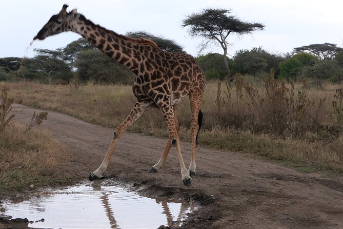 3-Day / 2 Nights Group Safari Serengeti & Ngorongoro Crater - Day One: From Arusha Through Ngorongoro to Seronera