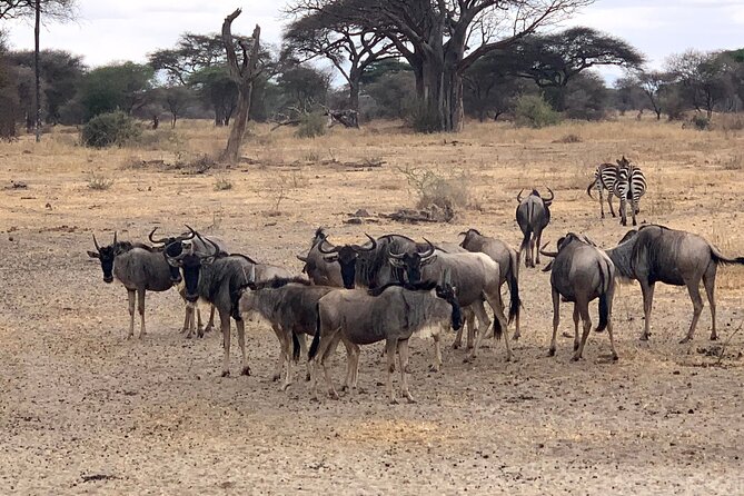 3-Day Adventure Camping Safari to Tarangire, Ngorongoro Crater, and Lake Manyara - Day two: the wildlife bowl of Ngorongoro Crater