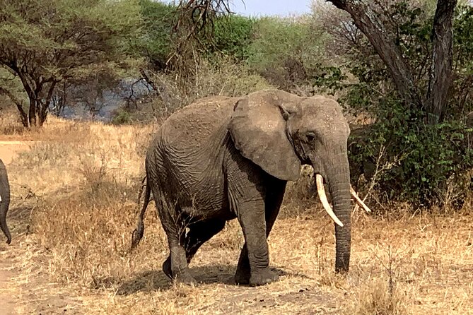 3-Day Adventure Camping Safari to Tarangire, Ngorongoro Crater, and Lake Manyara - Day three: birds, water, and Lake Manyara