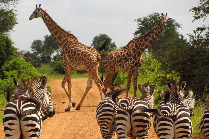 3-Day at Dar es Salaam To Selous GR (Nyerere NP) Game, Boat & Walking Safari - Key Details Before You Book