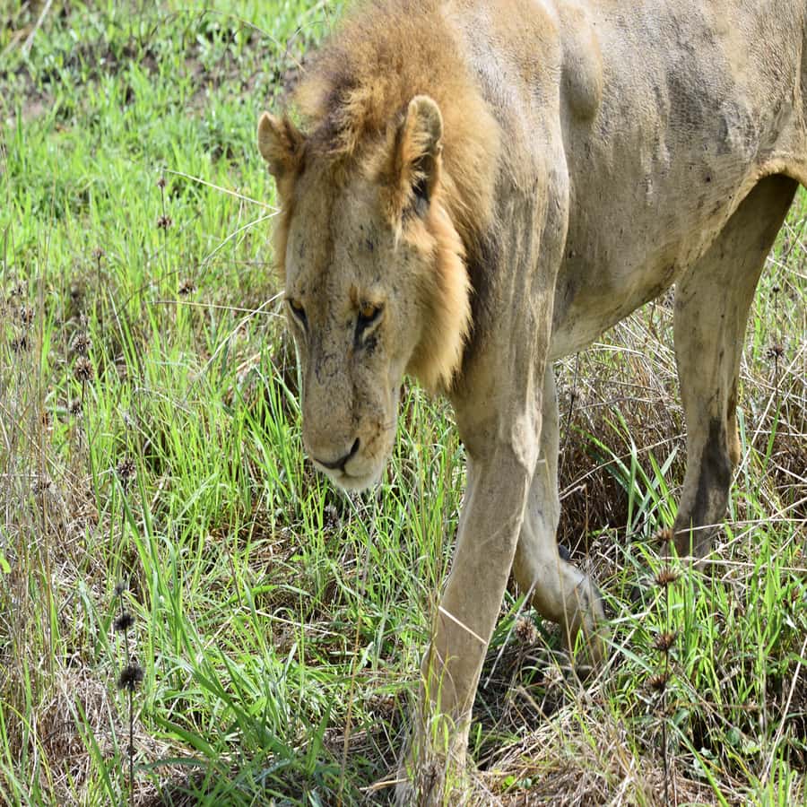 3-Day Awesome Mikumi Safari – From and Back to Zanzibar - Key Things To Know Before Booking
