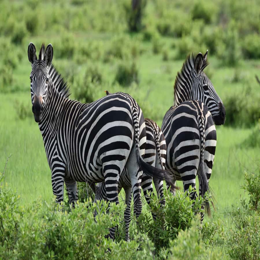 3-Day Awesome Mikumi Safari – From and Back to Zanzibar - Why Mikumi Works Well From Zanzibar